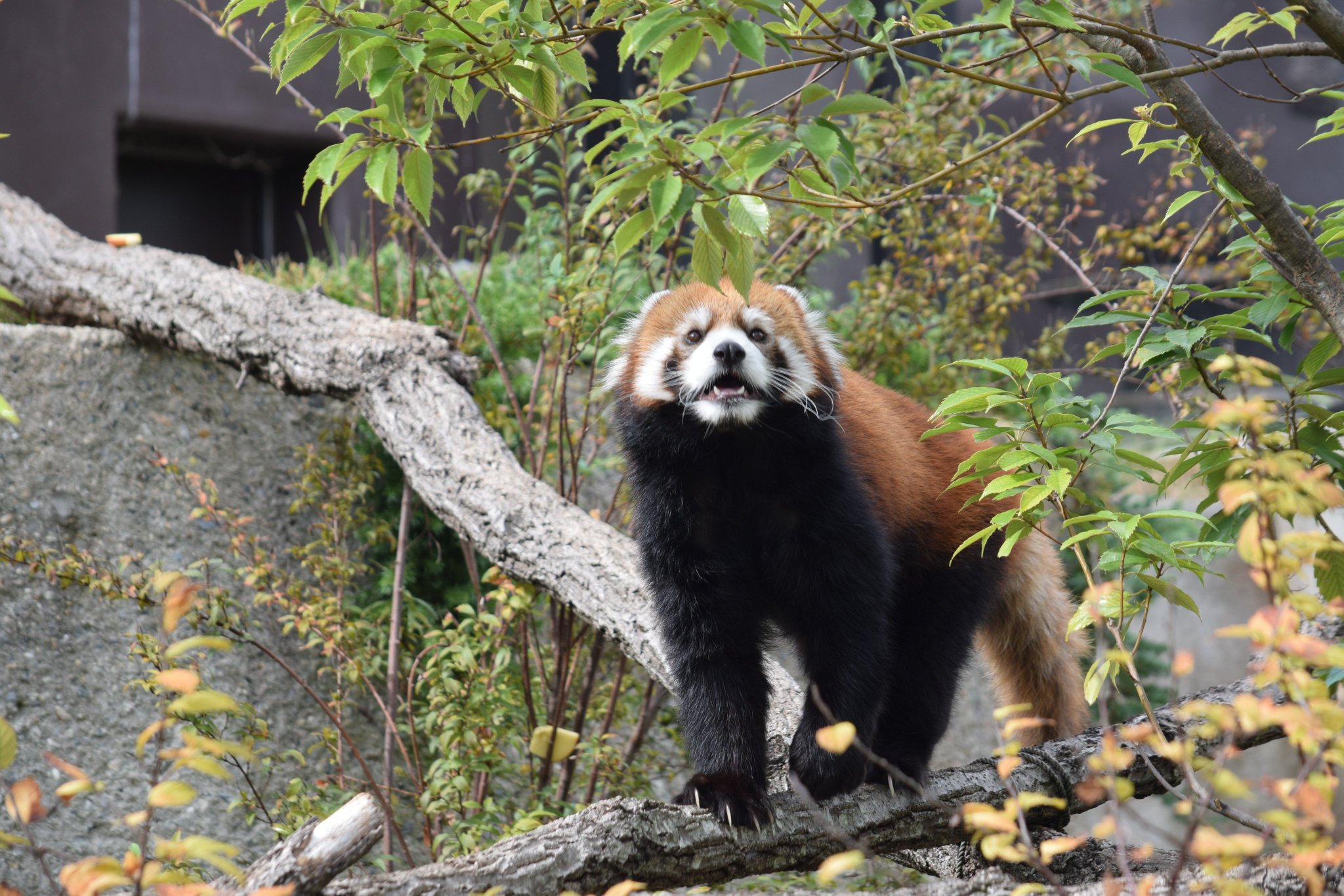 NPO法人東山動物園くらぶ on X: 