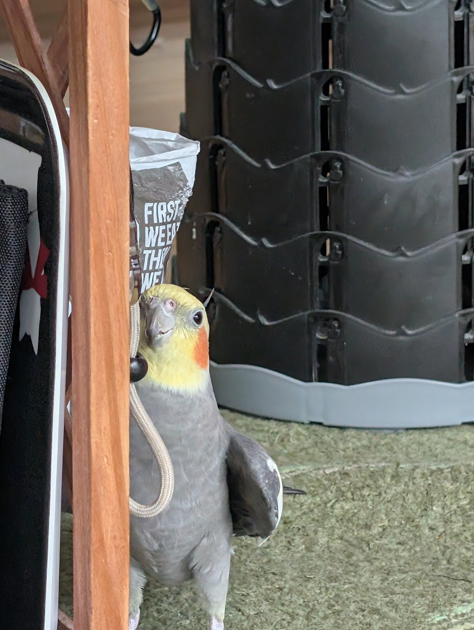 オカメインコさま専用ページ 背中を羽繕いするとき よく足が上がります😅体が硬いんかな