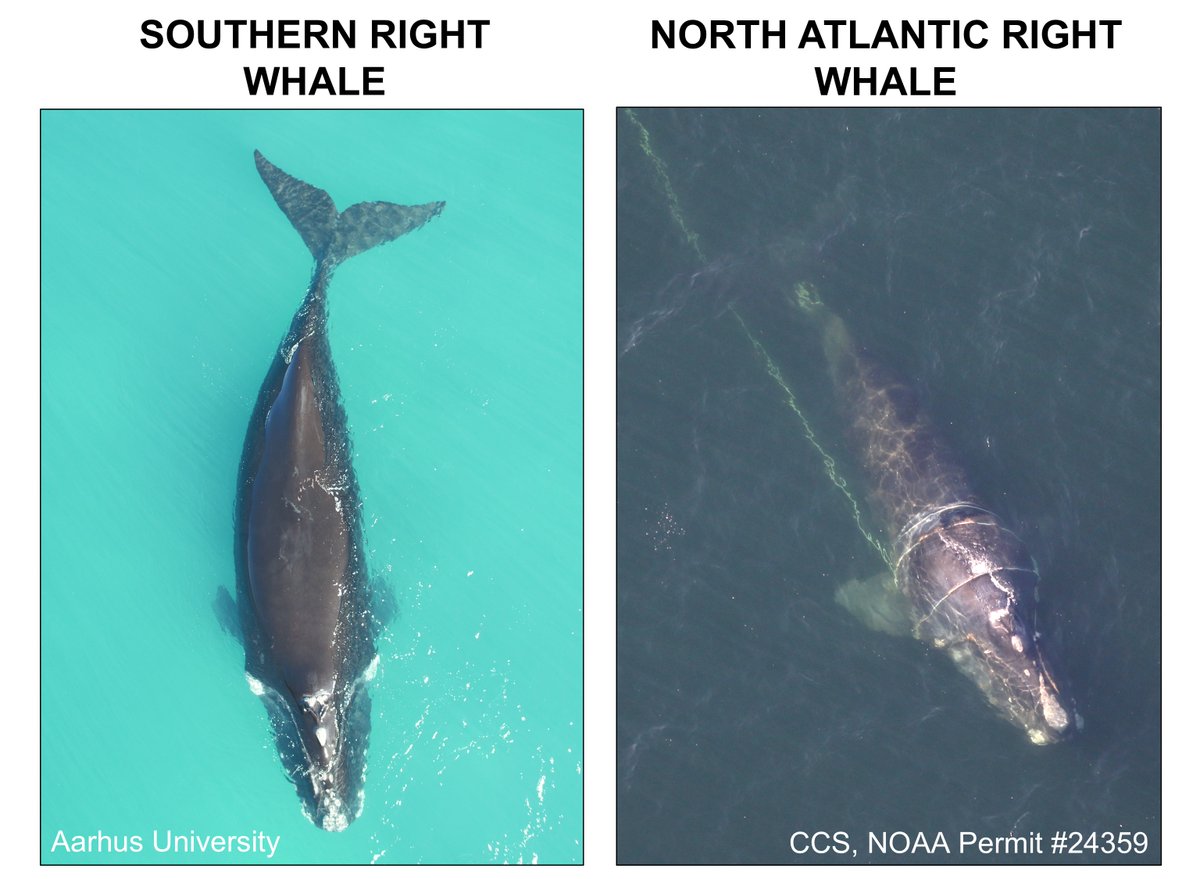 Fredrik Christiansen tweet media