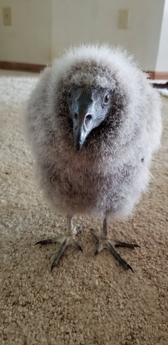 Hello world this is my custom made labubu that I fucking hate