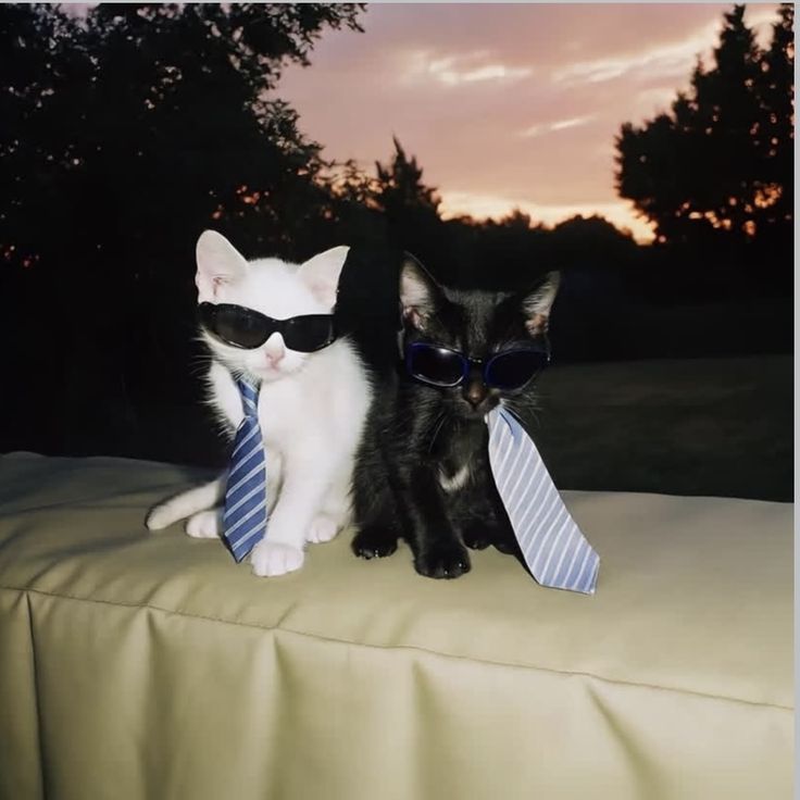BruuZanskar's tweet photo. Chilling with my partner in crime, plotting the next big heist on the crypto streets $SKITTEN edition.
Shades on, ties loose, we're owning this sunset vibe like bosses who just mooned the market.
@OfficialSkitten
@breadcrumbcash
#memecoin #savekitten https://t.co/6bkvlhi8LU