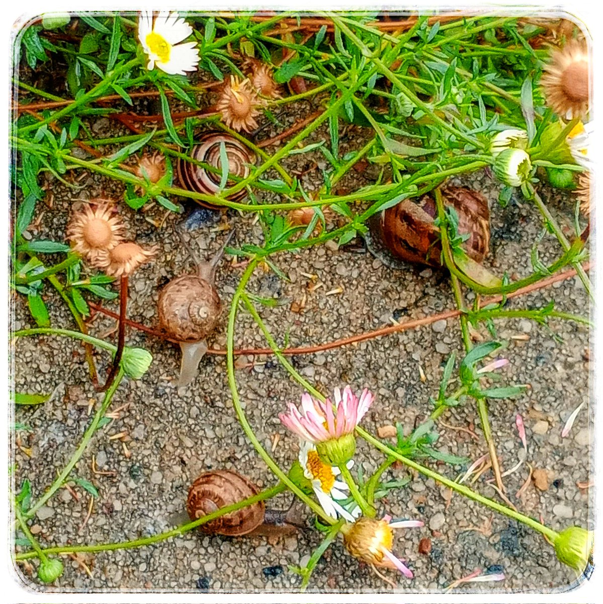 jollytoadstool's tweet photo. 🐌 Hurrah for Sunday Snailday once again &amp; steady rainfall is summoning out beshelled beasties of the garden, so the wish for all good folks is to be gentle wild at heart &amp; make a merry gathering when sunshine fades, &amp; to always remember that when it rains to look for snails... https://t.co/1YYaRzBfWT