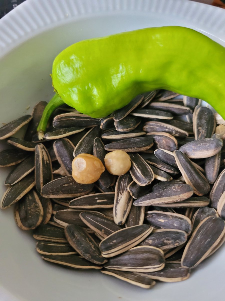 #FileninSultanları insana biber ve çekirdek yedirir