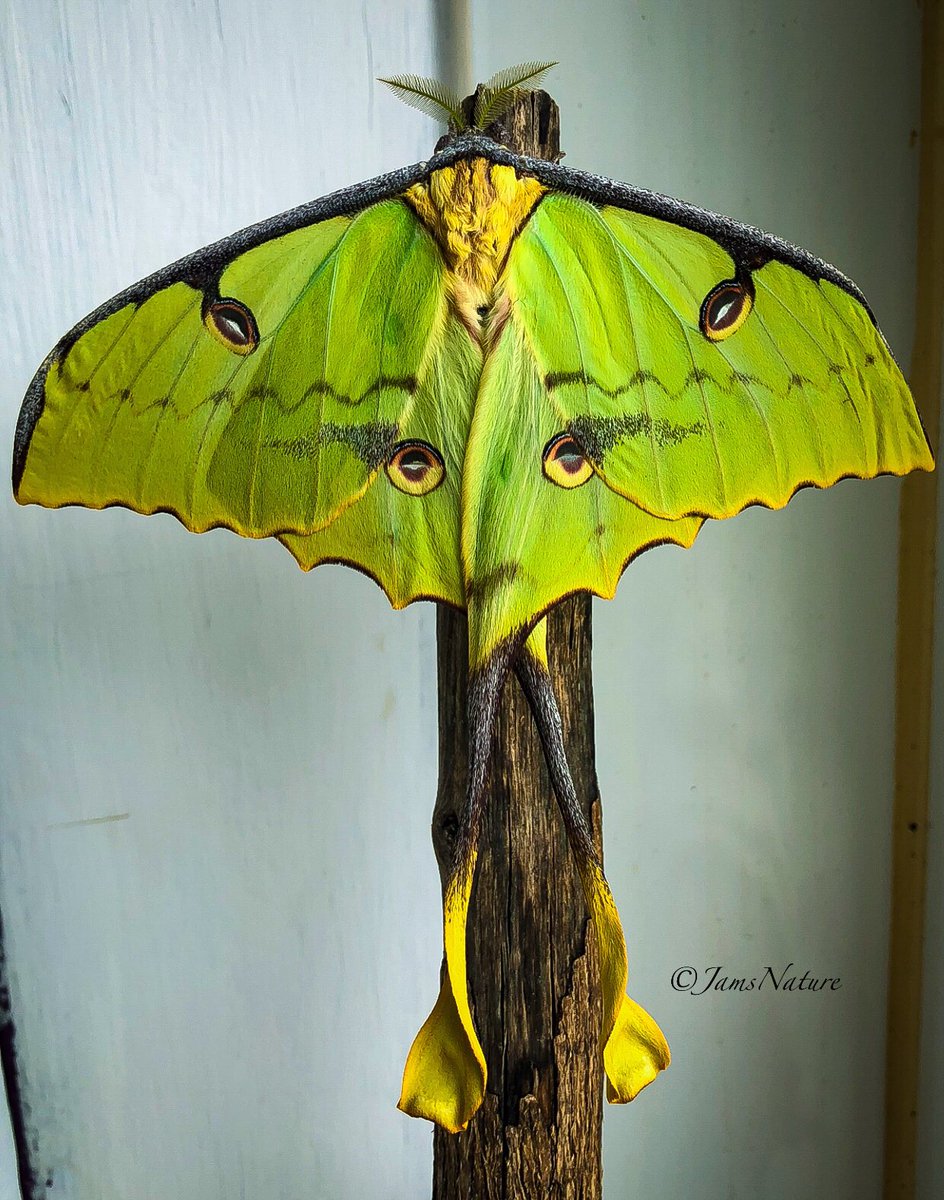 JamsNature tweet media