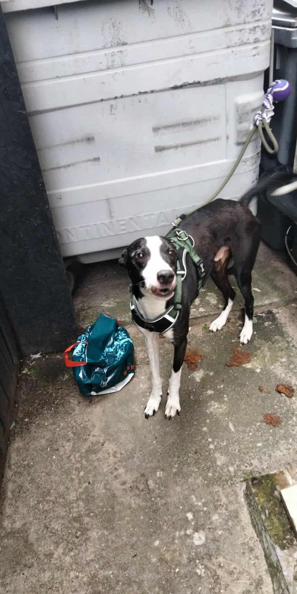 Please retweet to help find the owner or new home for this abandoned dog #BLACKPOOL #LANCASHIRE #UK 
FOUND TIED TO A BIN!!!
So sad 💔 Now at sundown kennels, Sat 6 Sept 25 
Dog found tied to a bin in FY1 Blackpool along with a bag with food dishes in. Chip details not up to date.