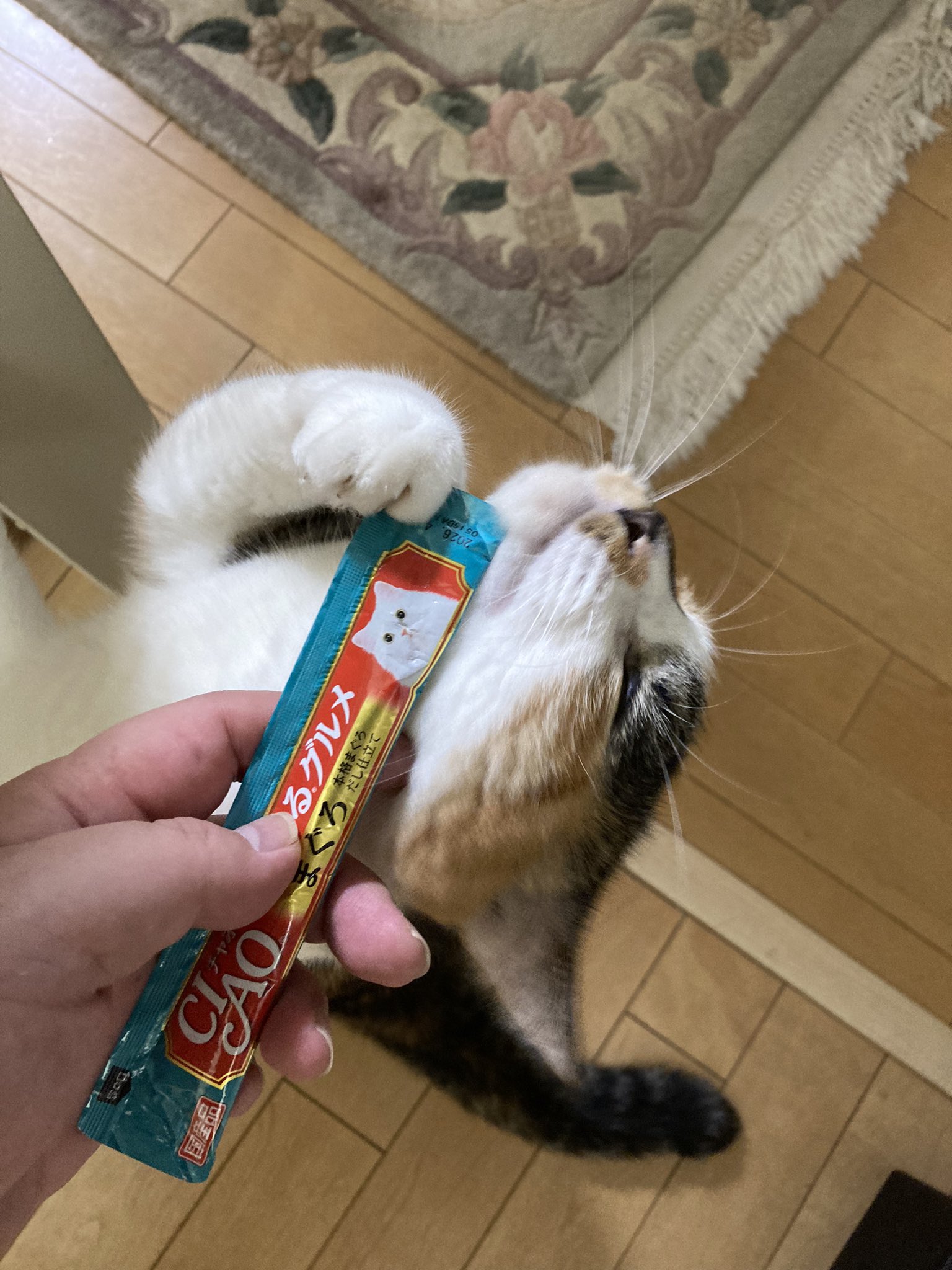 じゃむ猫 on X: 