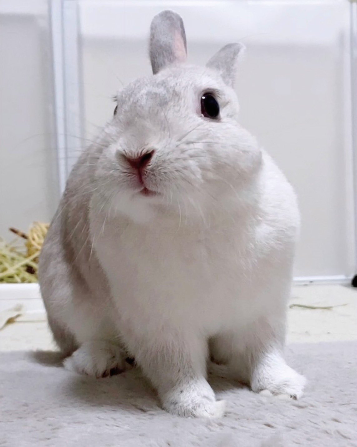 うさぎ bev7752489399.jpg