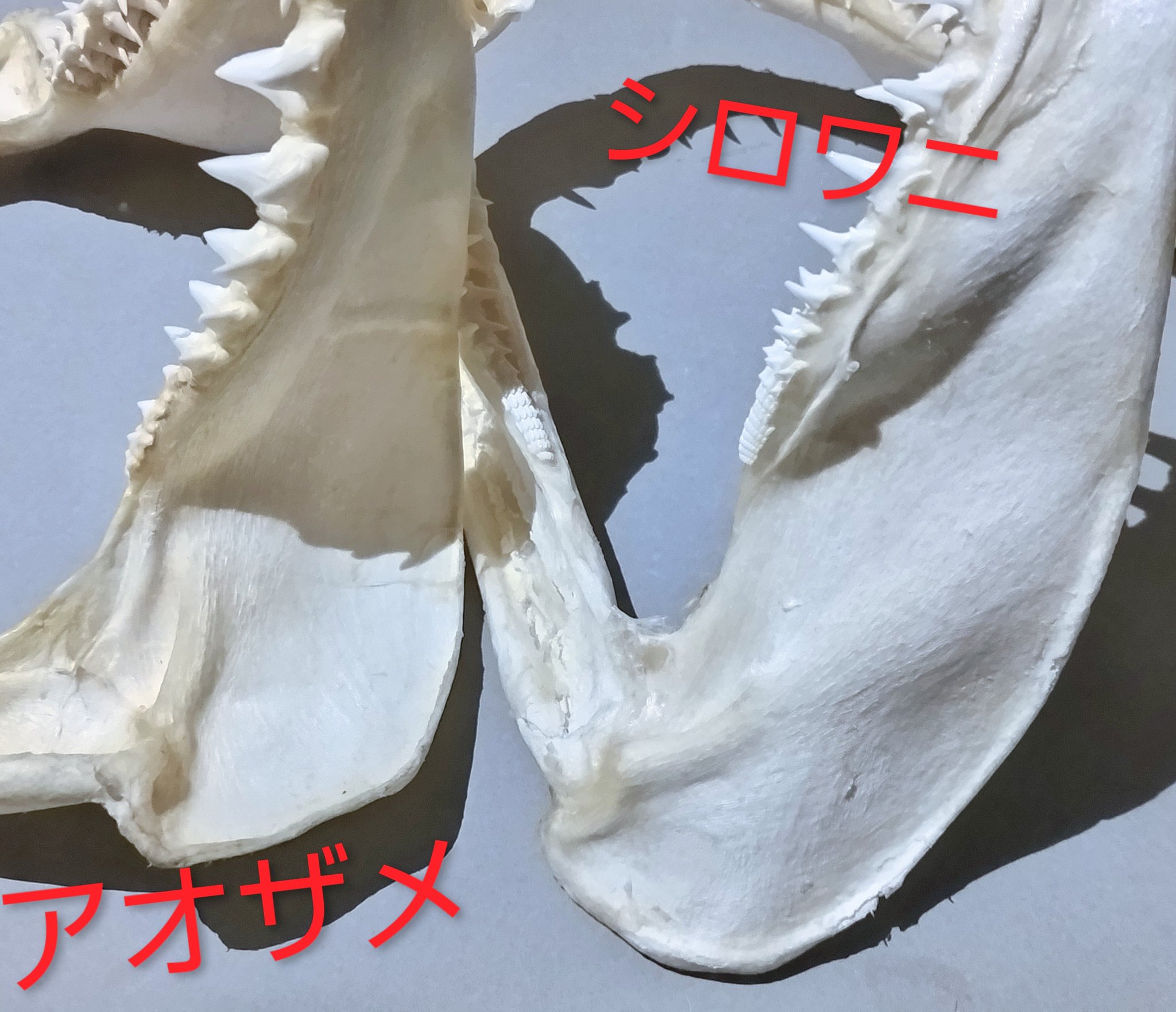 サメ田氏 on X: 
