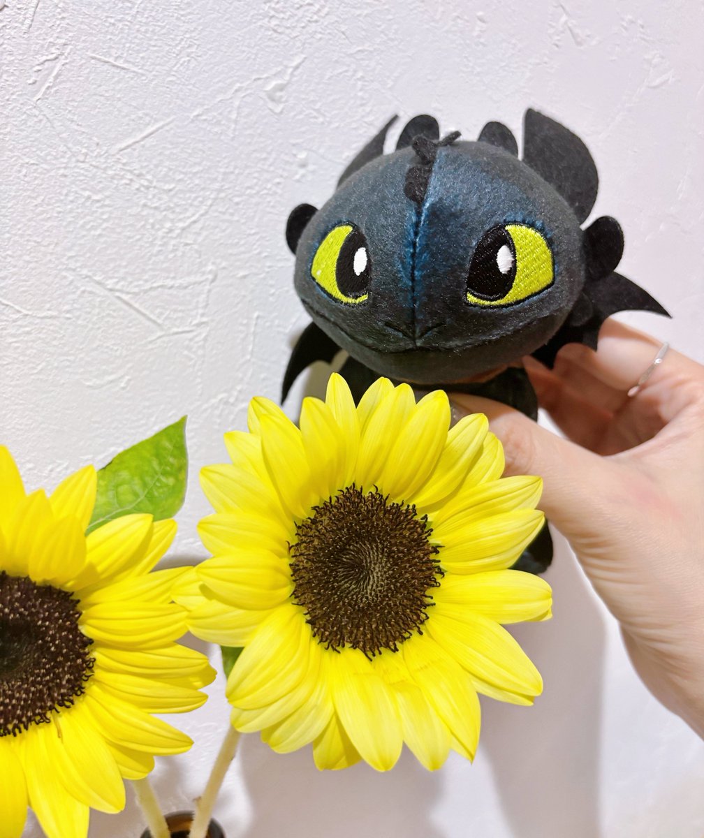 ゲーセンのトゥースを連れ帰ってきたので、お家のヒマワリと一緒に🌻