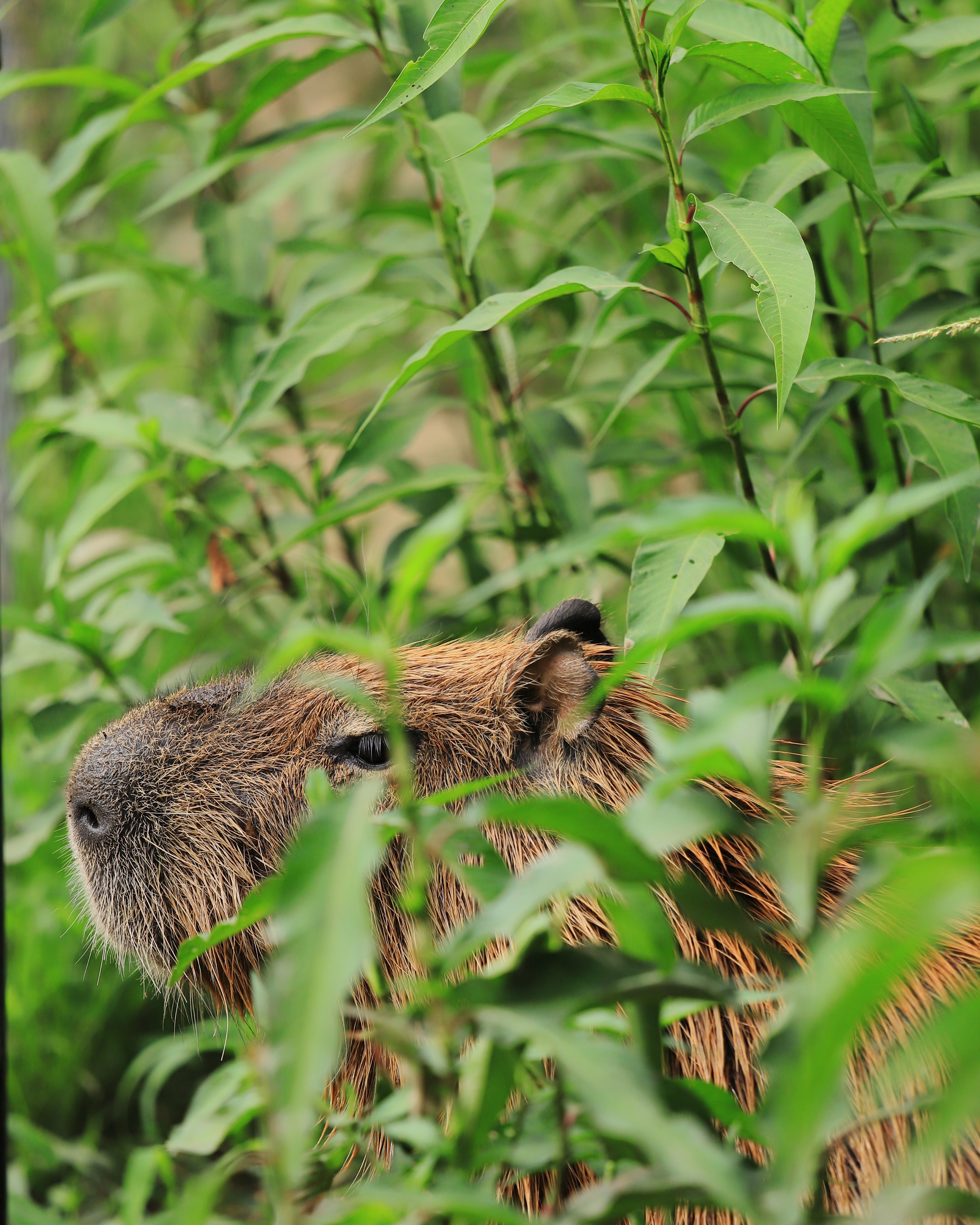 capybara siestantan (@Capybara_siesta) / X