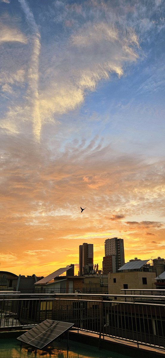 저녁 먹기 전에 찍은 옥상
타이밍 좋게 새가 지나갔어요