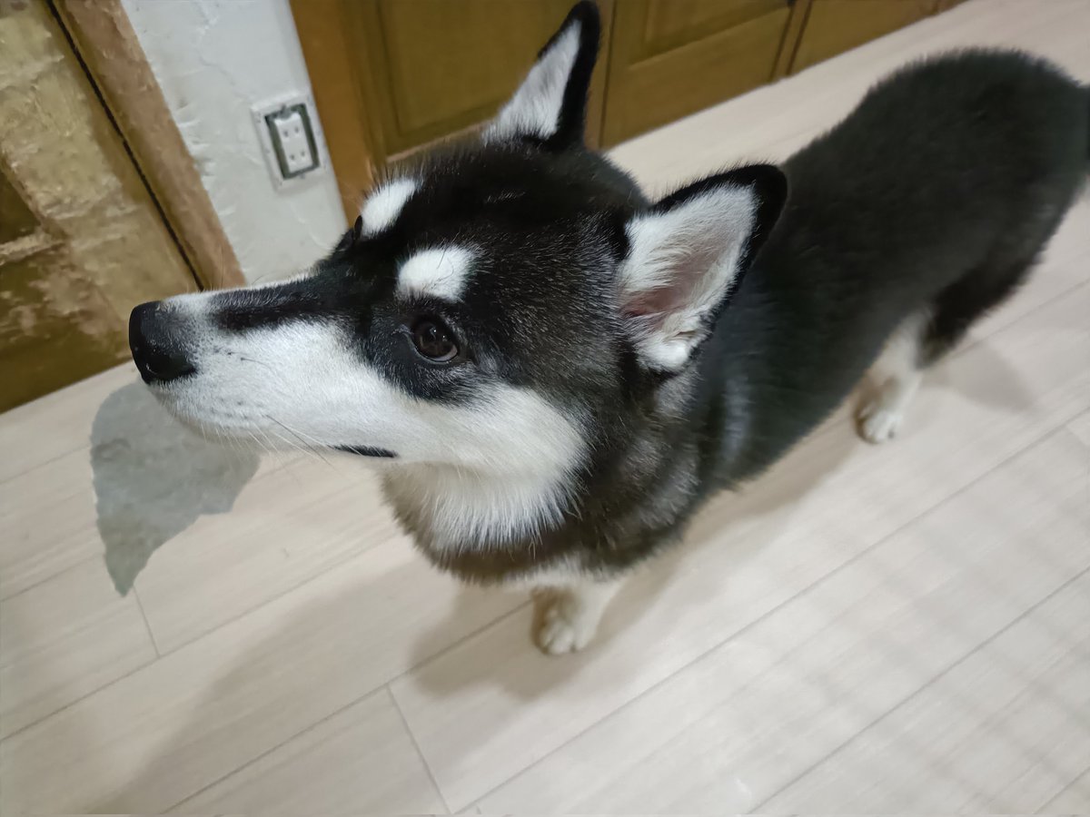 【空シド】ヒョウ　オオカミ　シベリアンハスキー　4点　BAEZ3 空シド】ヒョウ オオカミ シベリアンハスキー 4点 BAEZ3 単検査