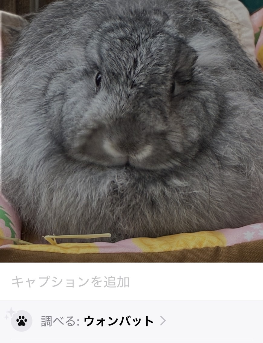 うさぎだと思って一緒に暮らしていたのですが、どうやら実はウォンバットだったようです。