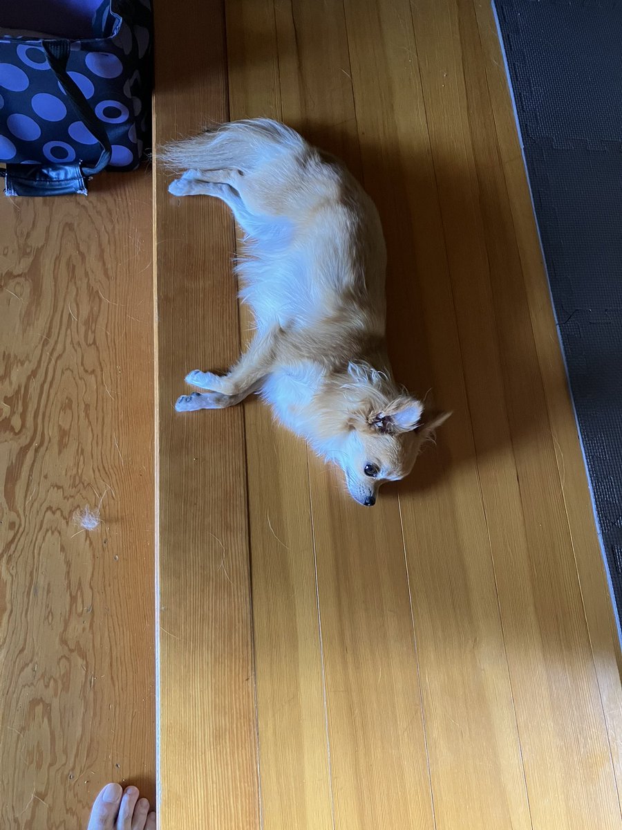 おもに玄関に生息しています