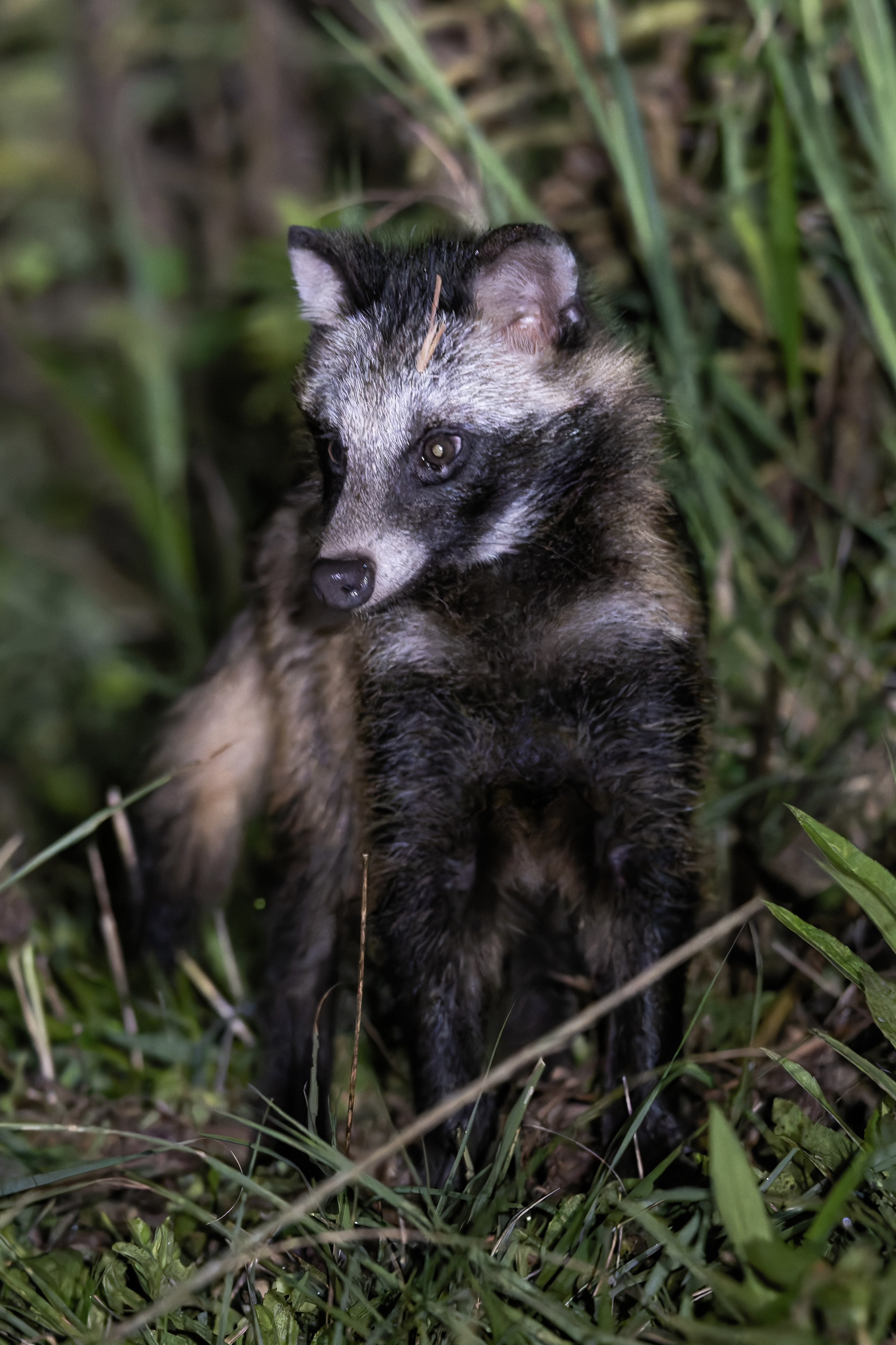 たぬきしゃん&くましゃんぽしぇっと hondastore_704016