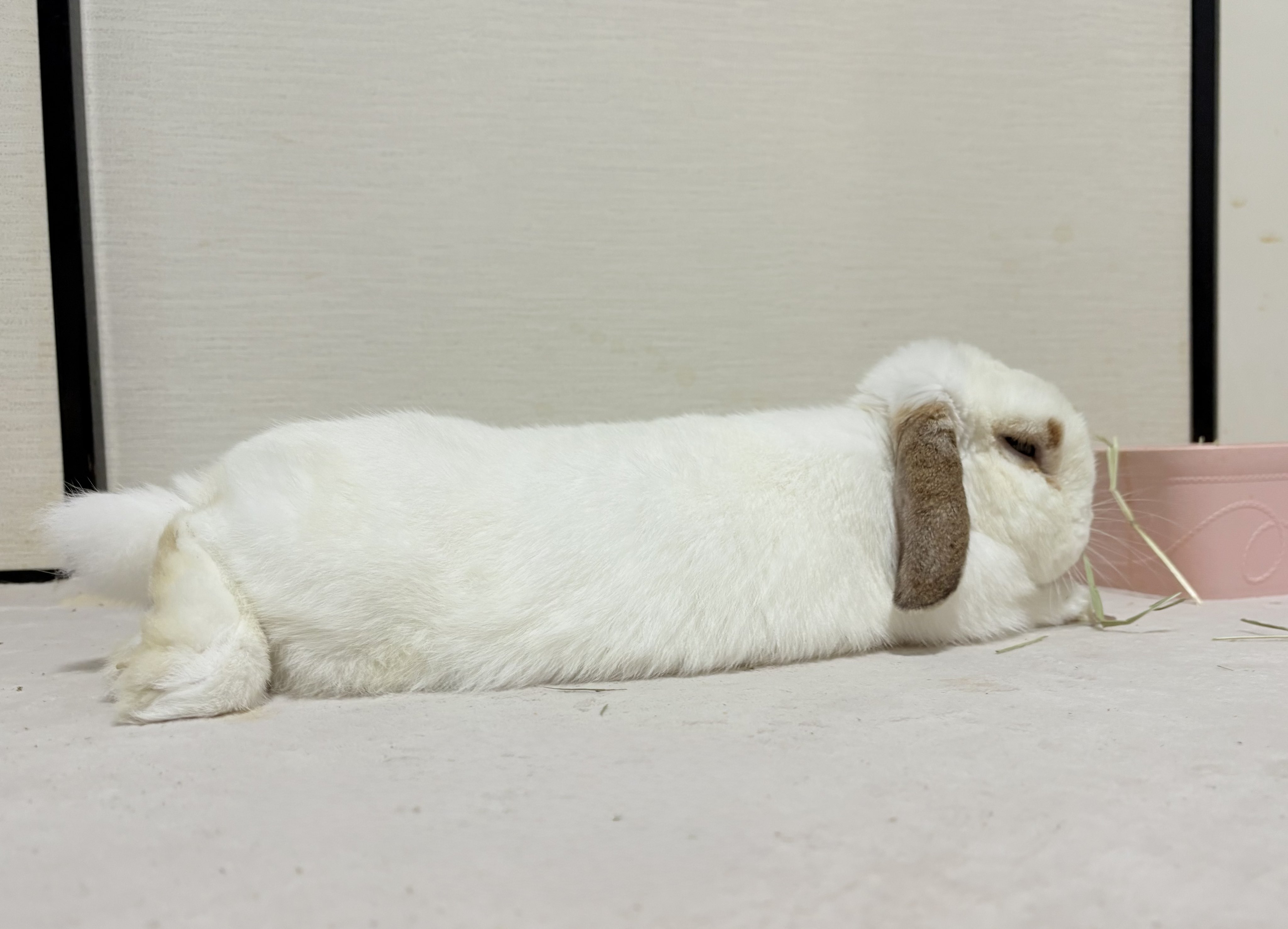 わたがしうさぎのめるち on X: 