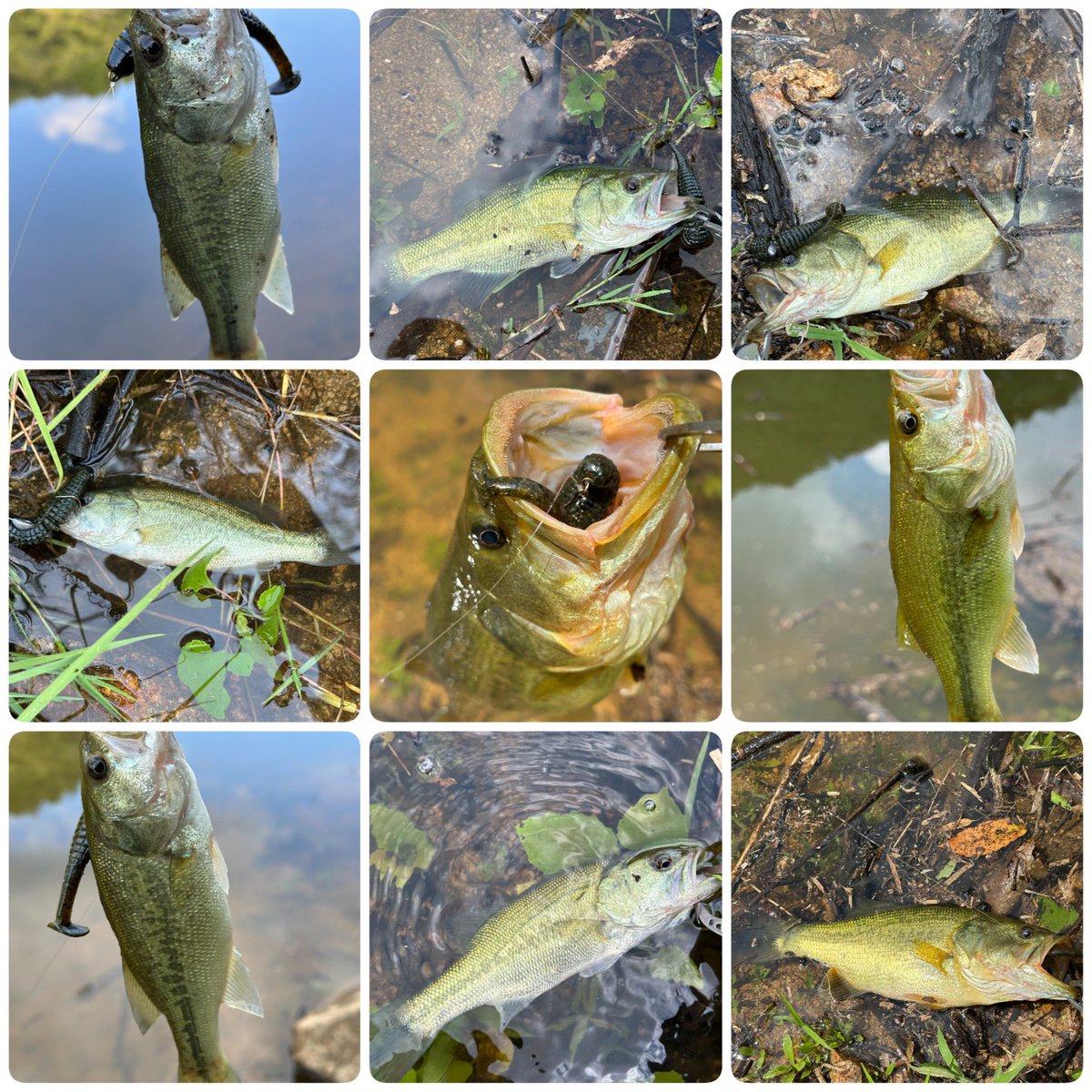 ブラックバス カービングフィッシュ ブラックバス カービング