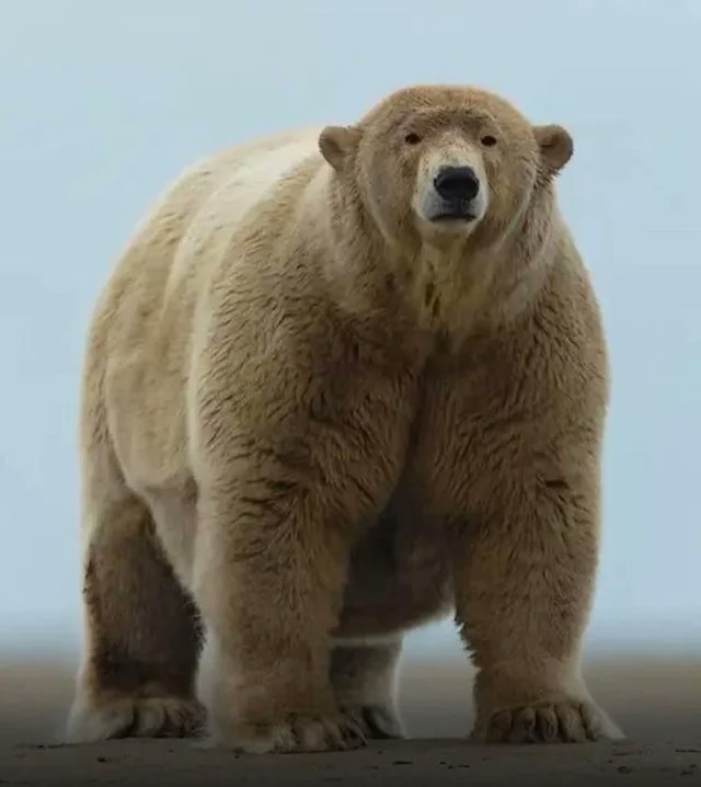 Largest Polar bear in Alaska.