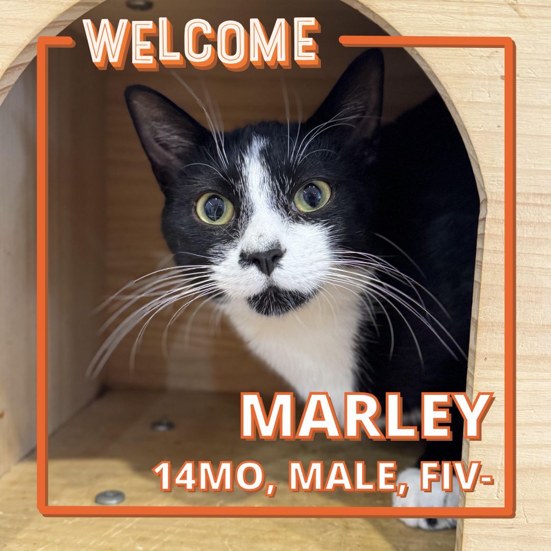 Hi, we're Miles &amp; Marley! We are brothers who are a shy but cuddly combo looking for a home to love us both. We need humans who will help us build confidence and show our personalities. We would be best in a home with adults or older kids 12+. Come say hello to us!