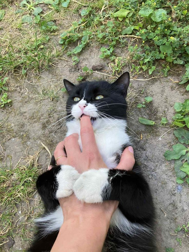 Why you should have a cat (@shouldhavecat) on Twitter photo 