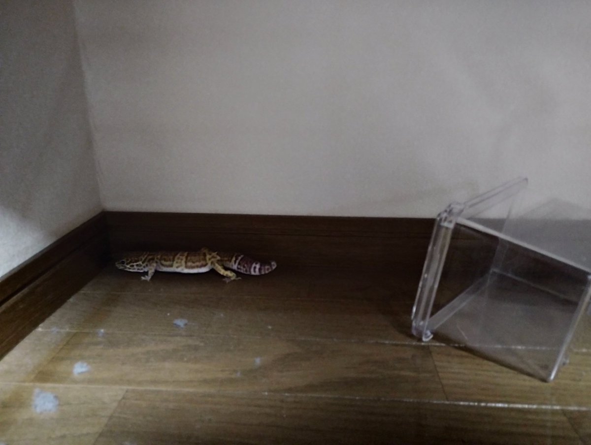 こちらはケージから脱走し、３日振りに発見された初代レオパを家に帰そうと追い込みをかけてる図です。自業自得で飲酒で餌やり後閉め忘れました。
押入れの布団下のスノコ板の間に居ました。爬虫類フォロワーの皆様も気をつけて。
#ヒョウモントカゲモドキ　#脱走
