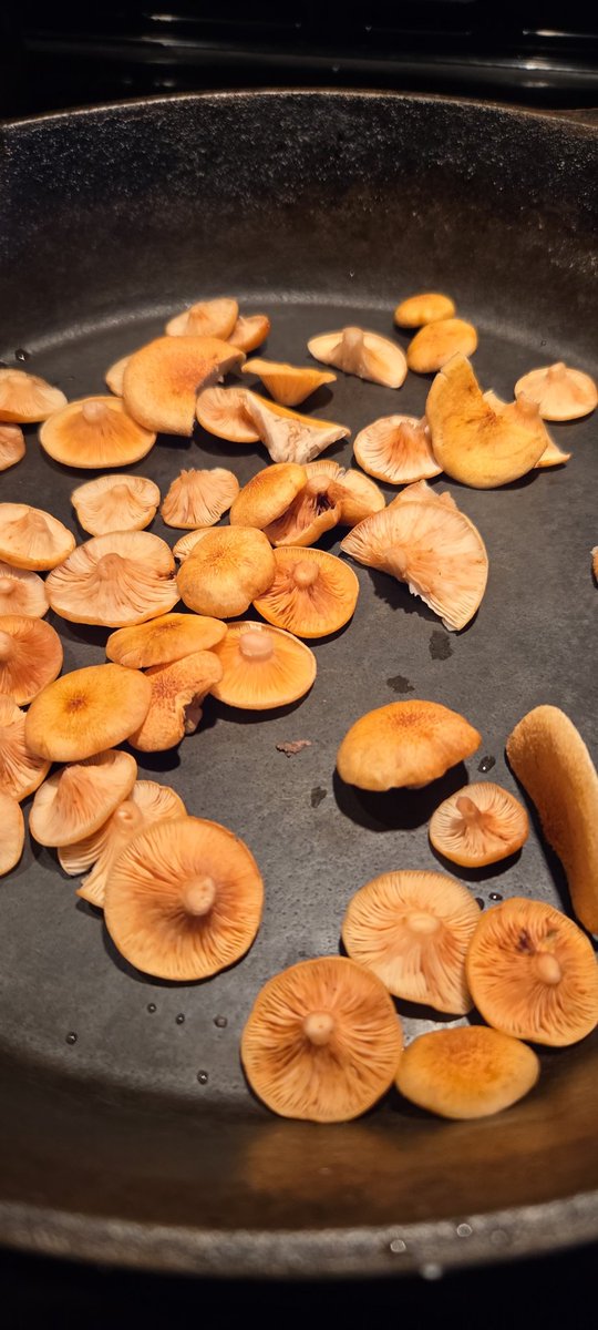 Oroborous2's tweet photo. Some ringless honey mushroom caps for today's eggs. #helf https://t.co/mFGD2WvyF3