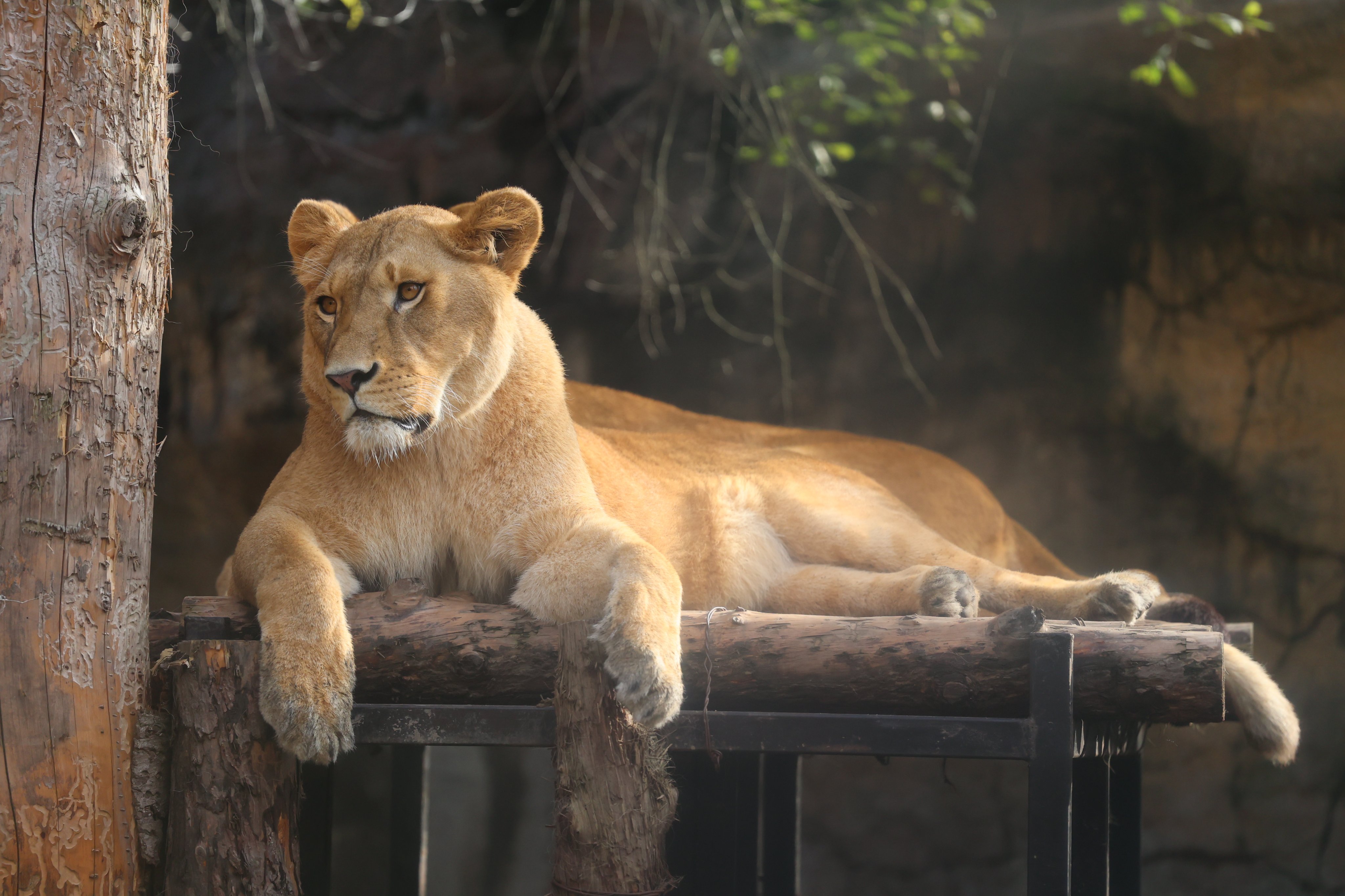 かめれおんです❗️オランウータン　旭山動物園　レトロ　初代　レア　希少❣️ かめれおん様専用です❗️オランウータン 旭山動物園 レトロ