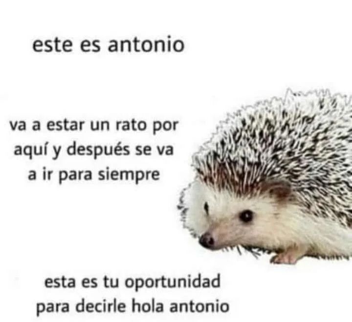 chincheto pirata somali (@wikipistacho) on Twitter photo 