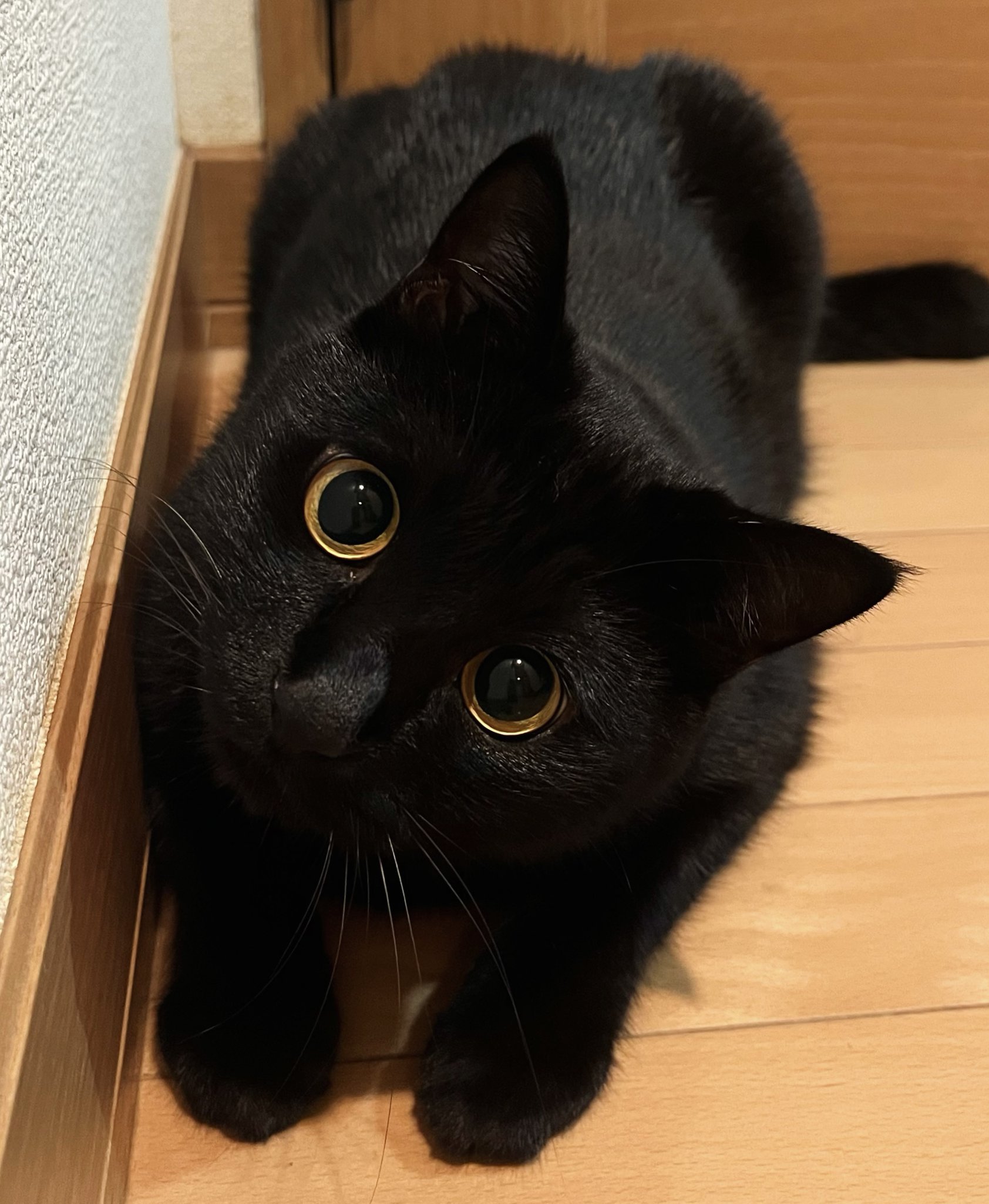 ねこしぐれ on X: 