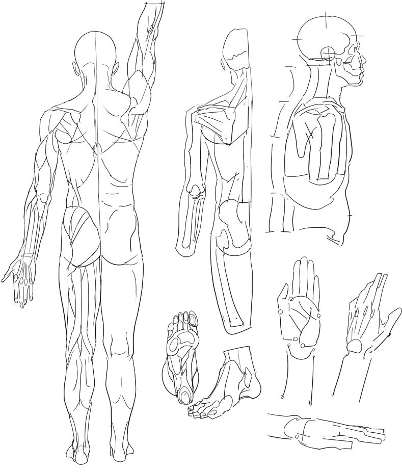 それっぽい風に筋肉描くの楽しいです