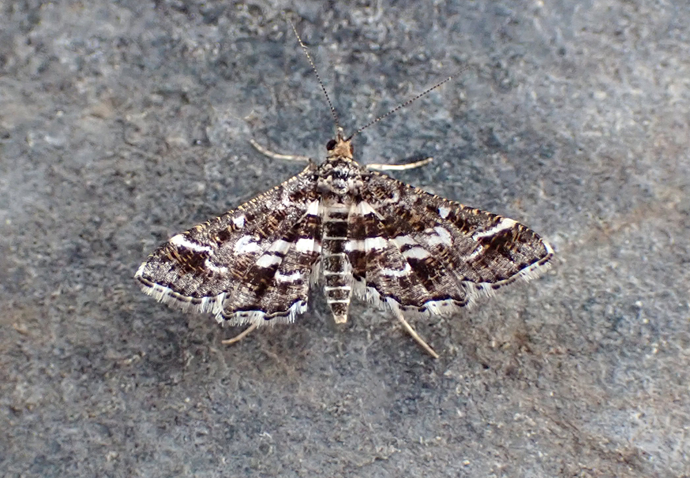 Clear skies and a gusty wind ruined moth trapping the last two nights in St Mellion. Two scarce immigrant Crambids were recorded though - Diasemiopsis ramburialis (Migrant Sable) on 5/9 and Hellula undalis (Old World Webworm) on 6/9. Also, 11 minuscule Vestal last night.