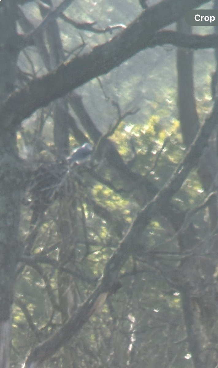 MEGA ALERT ‼️ BLACK-SHOULDERED KITE, Brendan's Marsh, Hickling Broad, NFK.
📷 photo by Ashley Banwell.