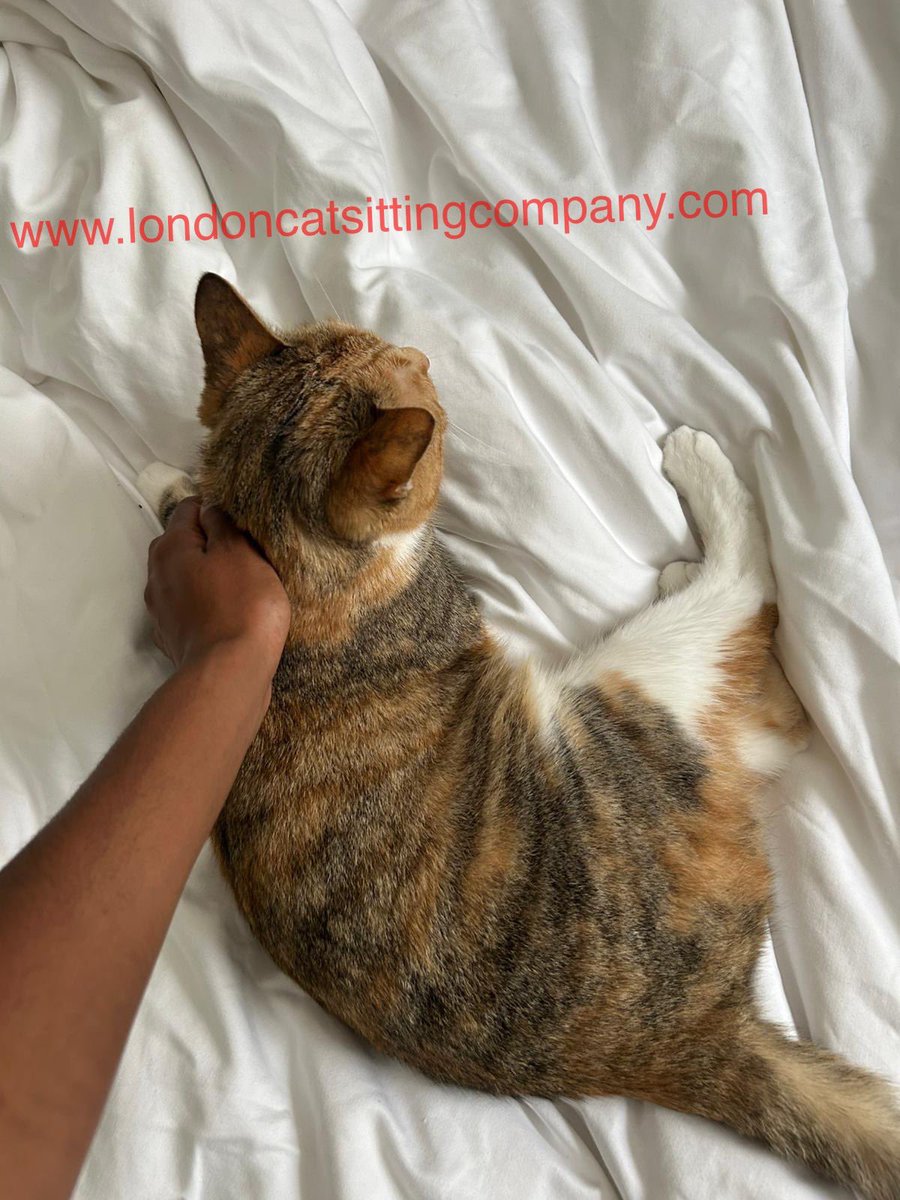 LondonCatSitter's tweet photo. Ruy in #Belgravia hopes you all are having a lovely weekend.  She is, thanks to her cat sitter Sarah who is housing sitting for 3 weeks. #Victoria #Pimlico #NineElms #Chelsea #HydePark #Westminster #Clapham #Brixton #Battersea  
https://t.co/y77UbMRm3R https://t.co/lVsRJth71w