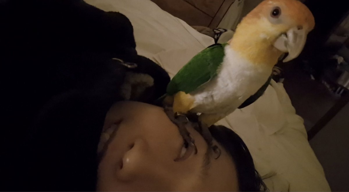 발바닥이 뜨듯항 앵무새를 이렇게 올려놓고 쳐다보면 배때지가 둥그스름하니 기부니가 조크든요..