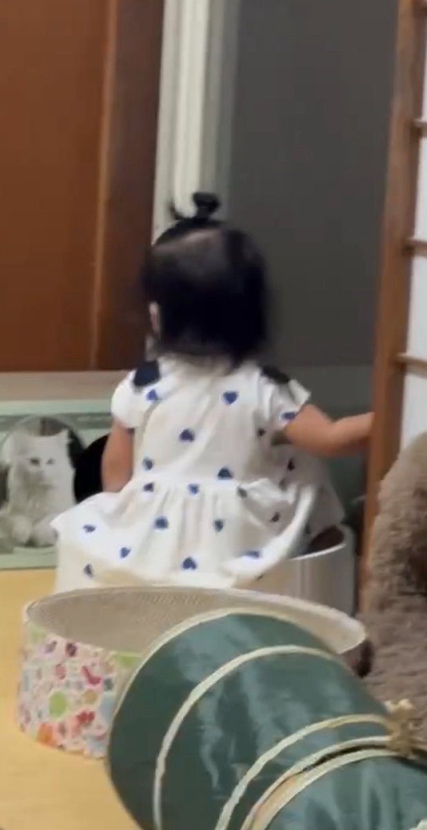 ちょくちょく現れる、このおチビ、ボク達のガリガリボウルに座ってるにゃ‼️なんでにゃ‼️