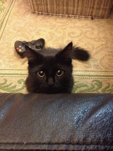 Black cats are not bad luck tweet media