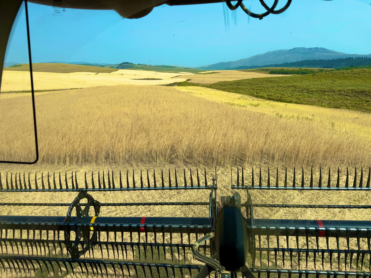 TheLastField's tweet photo. It’s been a diverse week on the farm. This week we’ve harvested oriental mustard, canola, peas, winter wheat, malt barley, and spring wheat. Finally passing the halfway done mark. Weird year-most crops are decent despite the heat and drought. https://t.co/AT0IIyrrRj