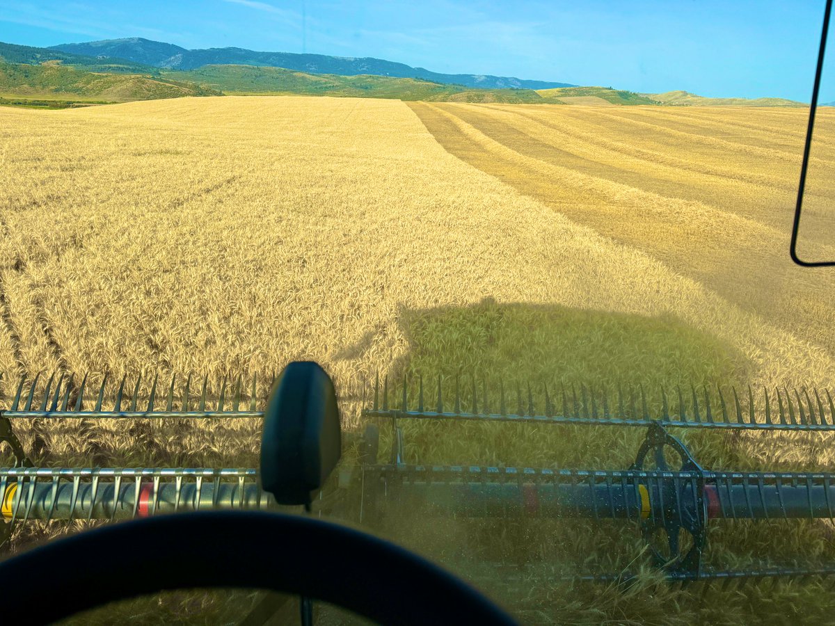 TheLastField's tweet photo. It’s been a diverse week on the farm. This week we’ve harvested oriental mustard, canola, peas, winter wheat, malt barley, and spring wheat. Finally passing the halfway done mark. Weird year-most crops are decent despite the heat and drought. https://t.co/AT0IIyrrRj