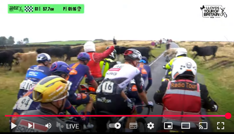 Never seen cows hold up a major bike race before!  #ToBM