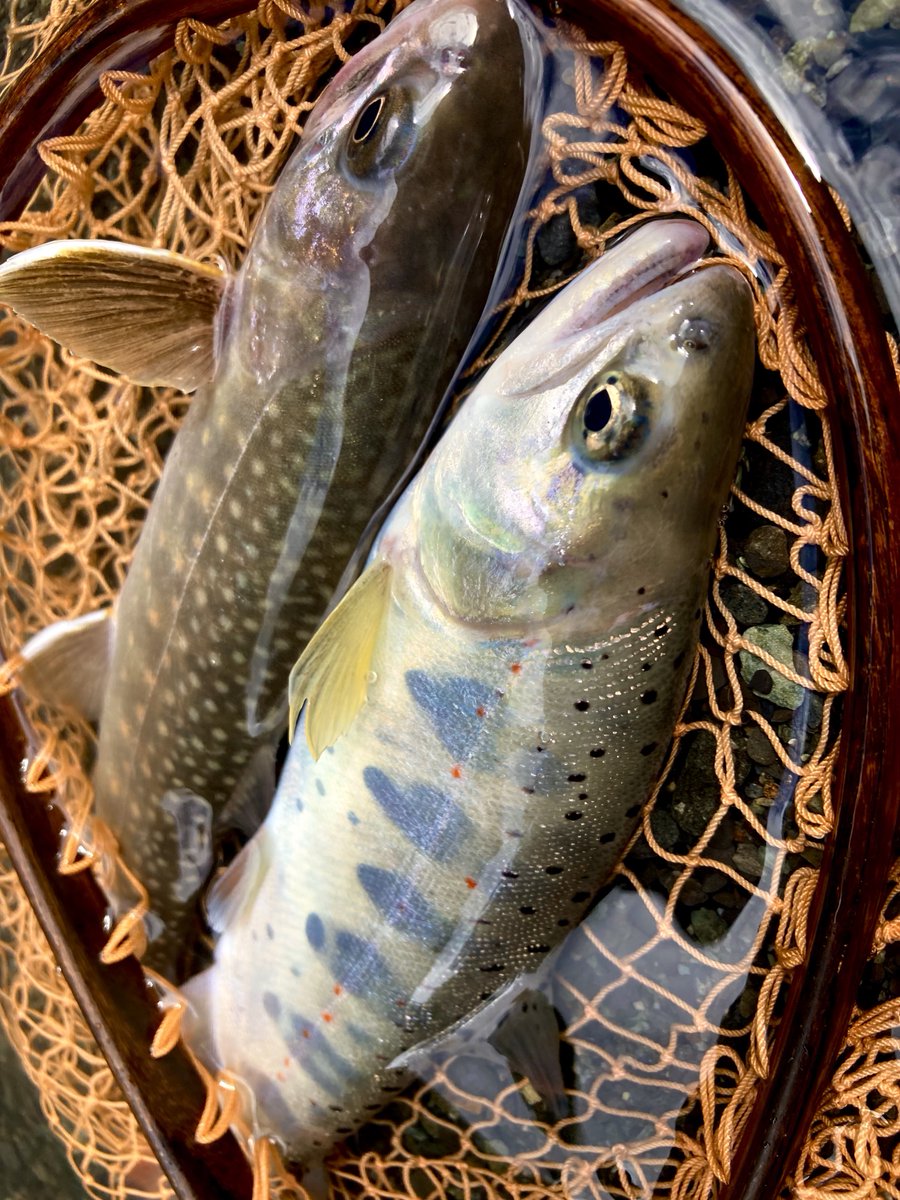arousetrout's tweet photo. あちあちメモリィ

#trout #Cardinal3 #Ambassadeur2500C #渓流 #アマゴ #イワナ #富士川水系 https://t.co/1E0Iv2RcAC