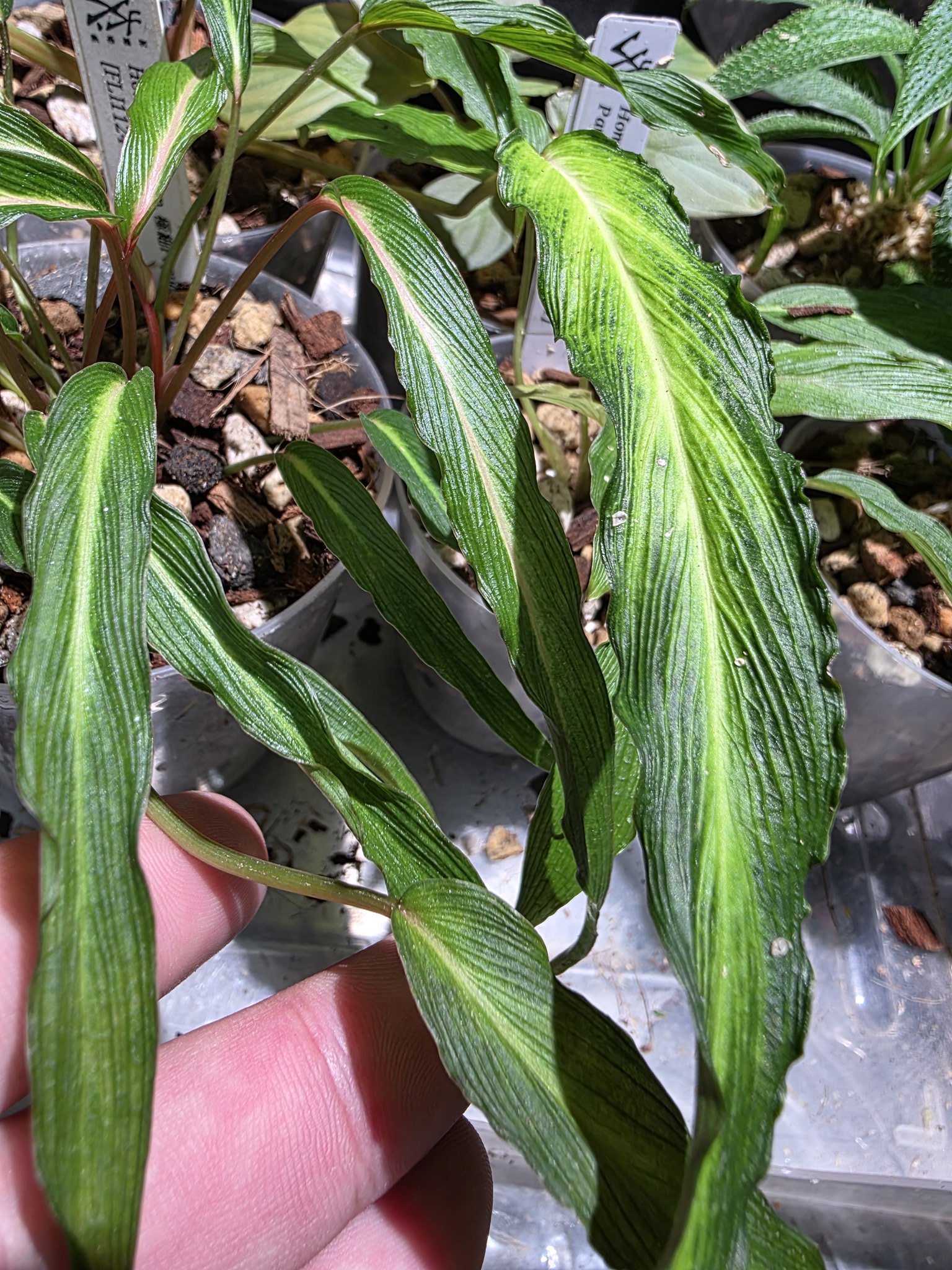 しゅんたま SF熱帯植物 on X: しゅんたま SF熱帯植物 on X: