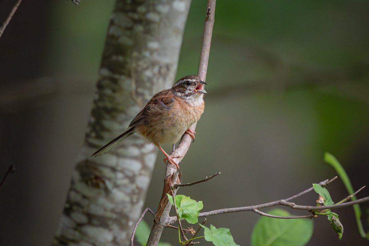 #ホオジロ 幼鳥
 #カメラ #ミラーレス一眼 #SONY #ILCE9M3 #アルファホビー部 #野鳥 #北海道