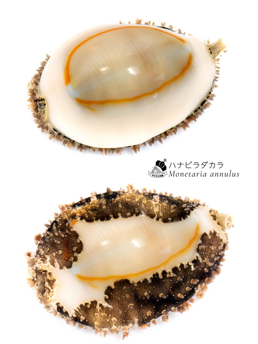 海の生物デザイン コイン JMSDF 2b002e77496413124cd73af557ec1a