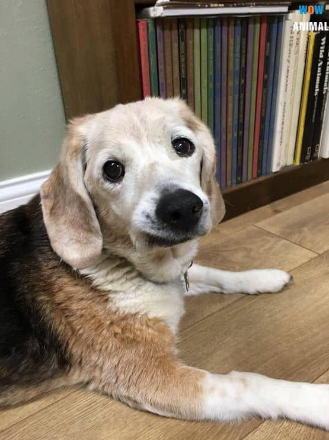 Best in Dogs tweet media