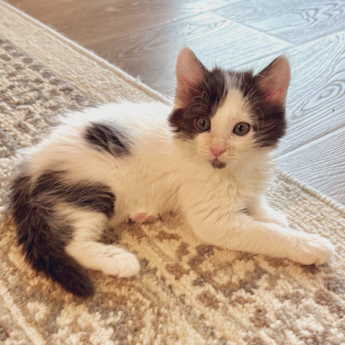 So pretty. #Elle #kittens #CatsOfX #CatsOfTwitter