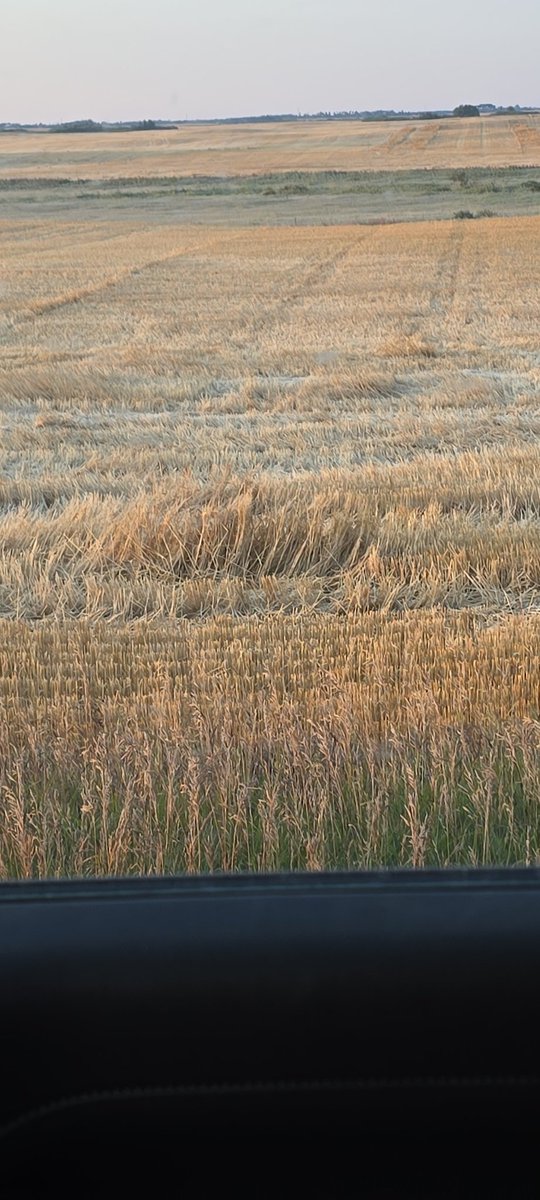 Low areas got another light frost last night again.  Need a bit more time here to get the green canola to mature properly.