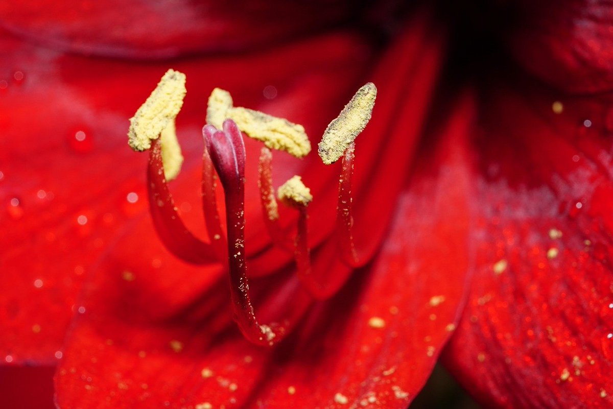 LUX_Lutetia's tweet image. Et si vos conflits les plus profonds provenaient d'une erreur #linguistique, d'une déformation #coloniale de la traduction qui a #fracturé une racine divine commune ? #Étymologie #Unité #Clarté