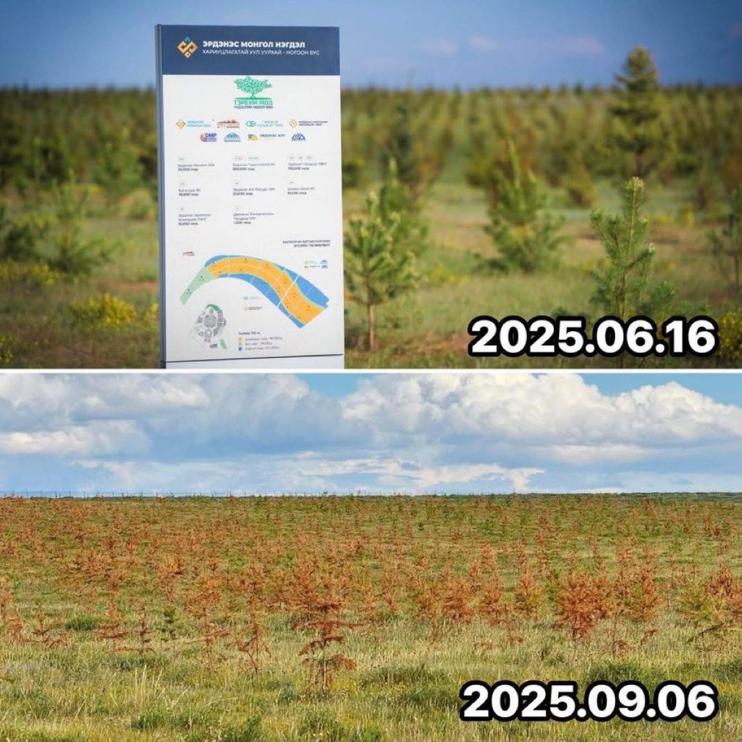 Хархорум хотын захирагч Халтар гуайн тарьсан мод биз дээ.. цуцуцу😳
Хайран мод бүгд шарлаад үхчиж!
Халтараар өөрөөр нь төлүүлээрэй!
Мод тарьж байна гээд хэдэн тэрбумын төсөвтэй юм яваад байлаа даа, хайран төсөв!!