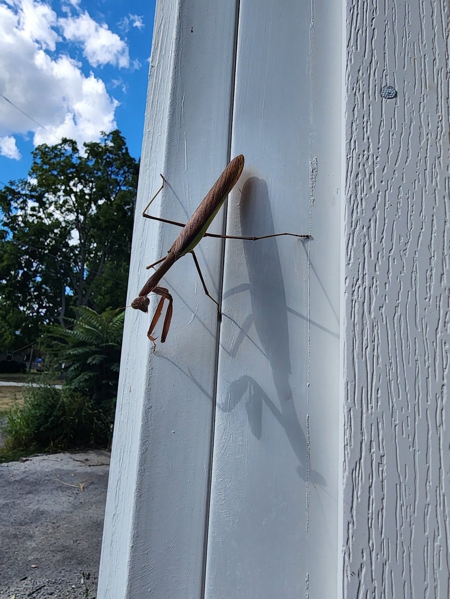 Jpullen19's tweet image. I had a visitor this week. It was almost as large as the palm of my hand!