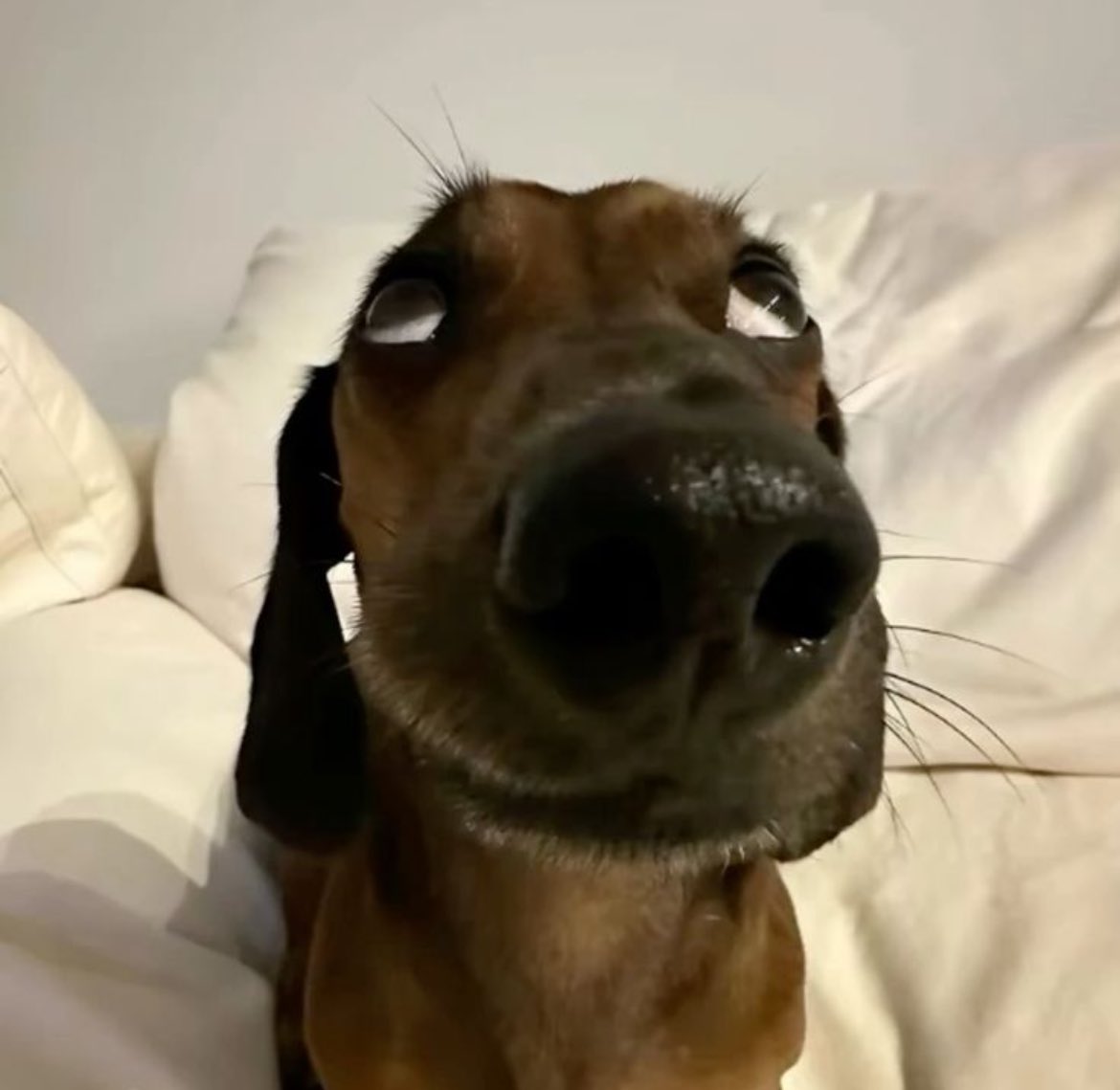 Confissão kpoper 

Só fui ouvir o álbum das minhas favs depois de 3 anos de lançamento e foi por acaso